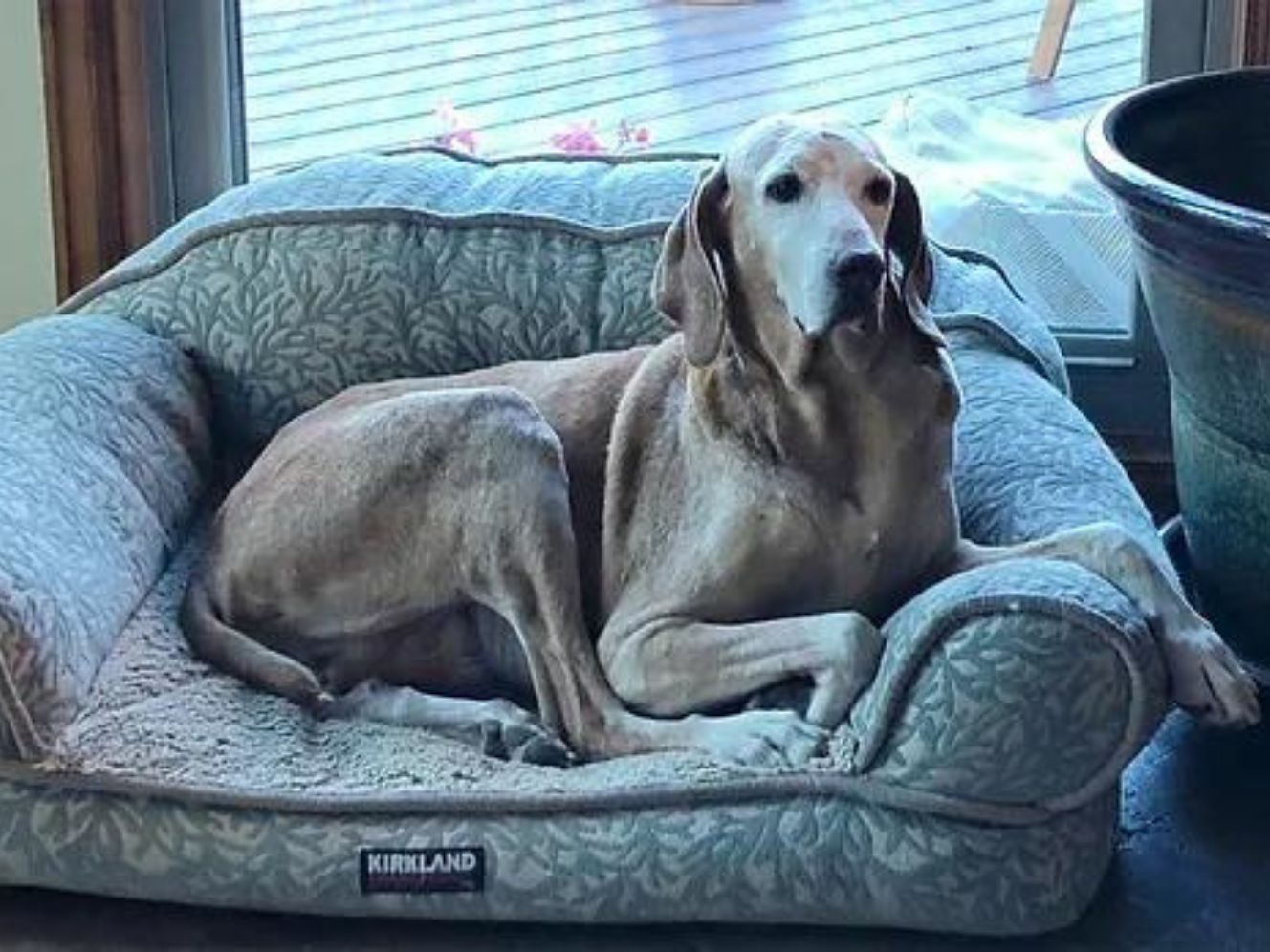 a black dog lying on a bed