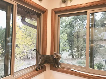 a cat standing by the window