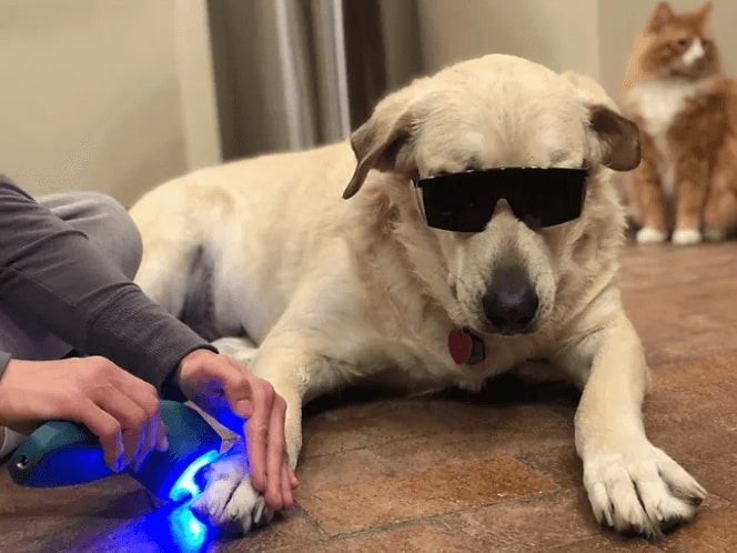 Dog having laser therapy