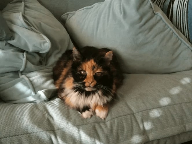 a cat lying on the bed